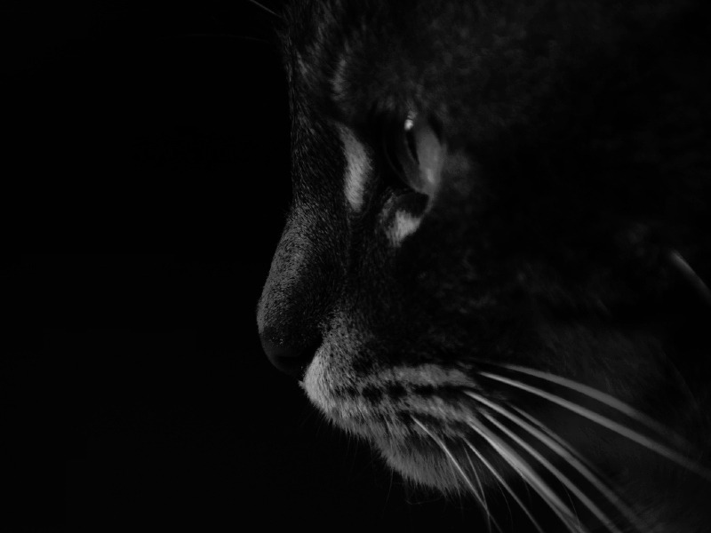 humor gato preto sombra - Criador de frases online