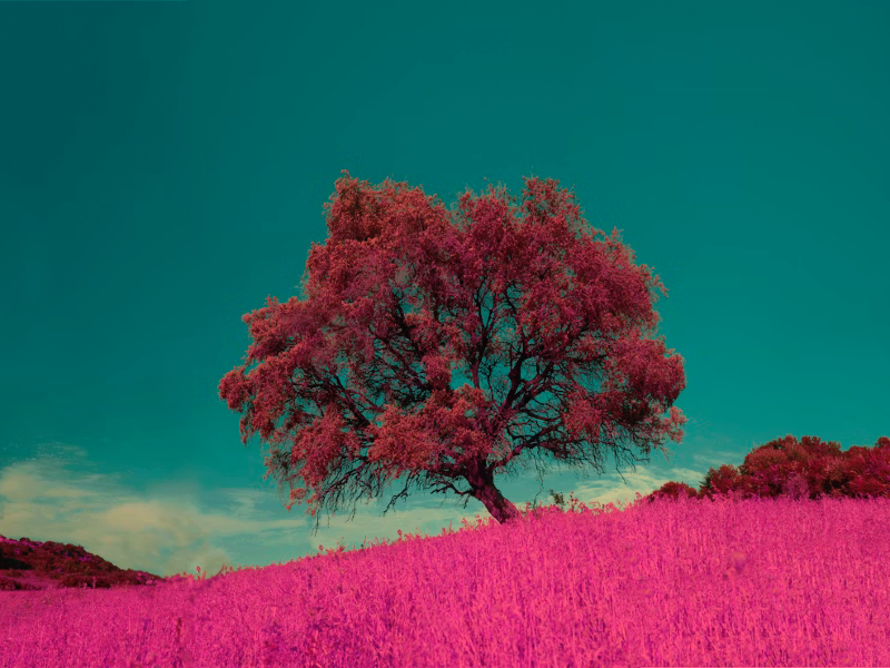 paz arvore rosa surreal - Criador de frases online