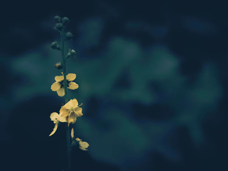 paz natureza galho delicado flor - Criador de frases online