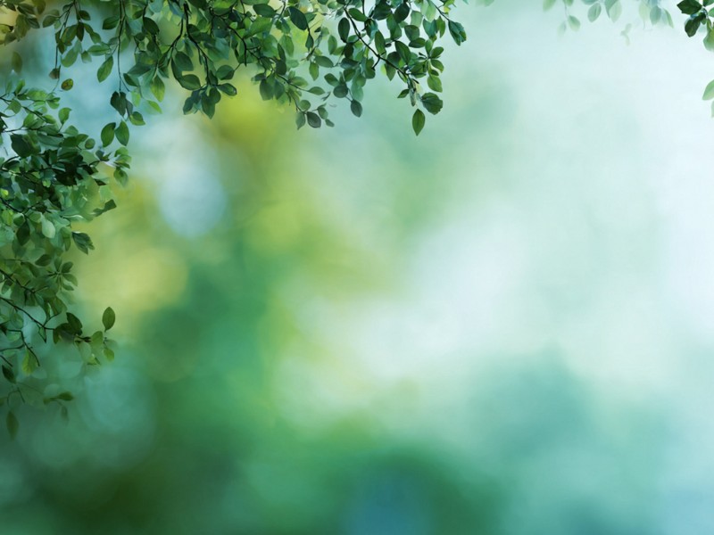 paz natureza verde bosque - Criador de frases online