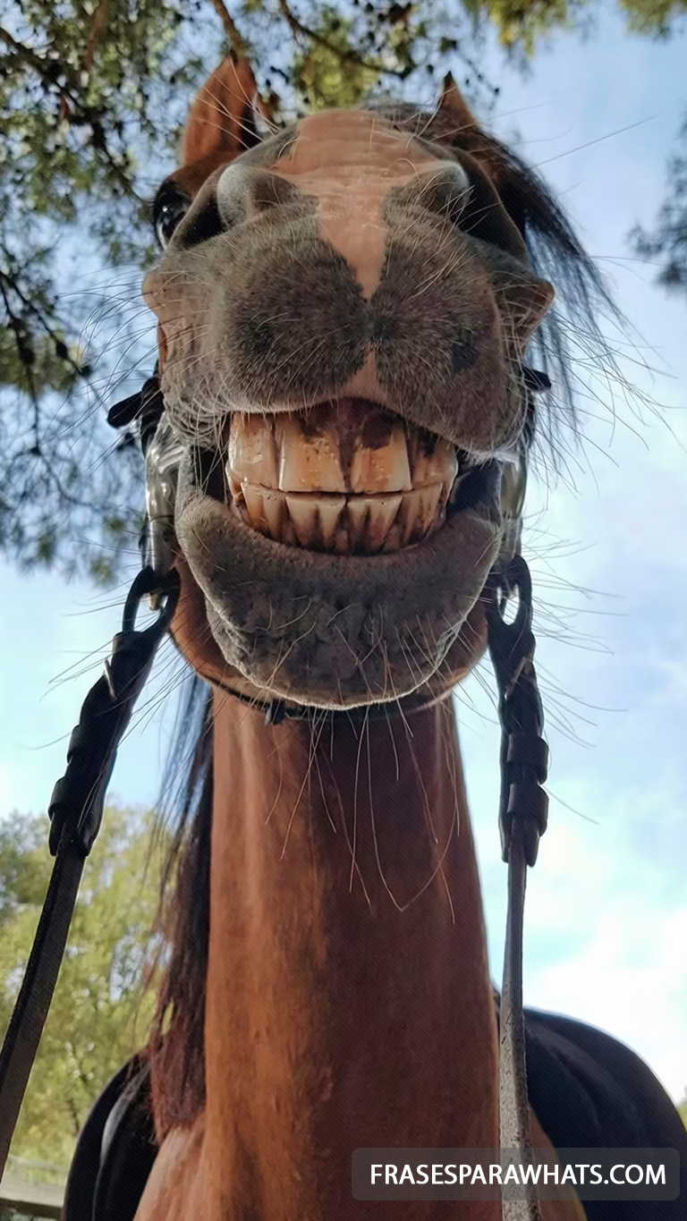 42 - Criador de frases online