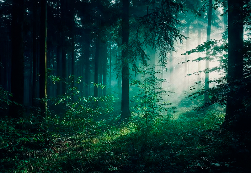 misterio floresta escura - Criador de frases online