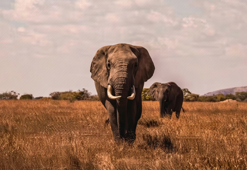 natureza animais elefante savana - Criador de frases online