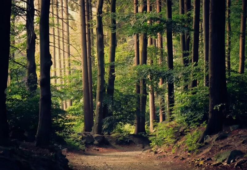 paz floresta verde luz - Criador de frases online