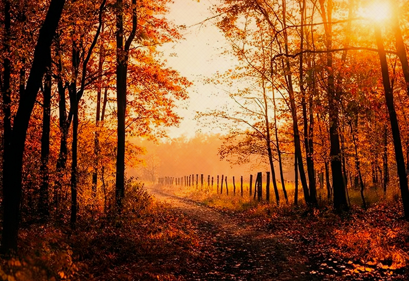 paz outono floresta dourado - Criador de frases online